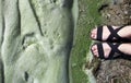 Dirty foam on the water near the shore. Green water, gray and dirty foam indicate the consequences of an environmental disaster.