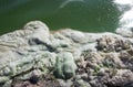 Dirty foam on the water near the shore. Green water, gray and dirty foam indicate the consequences of an environmental disaster.