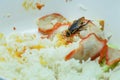 Dirty food / cockroaches eating rice food living in the kitchen at house