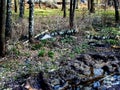 Dirty Forest in Spring