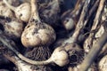 Dirty garlic bulbs freshly dug out from the earth Royalty Free Stock Photo