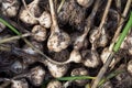 Dirty garlic bulbs freshly dug out from the earth Royalty Free Stock Photo