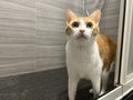 dirty ginger cat in the bathroom wait for bathing