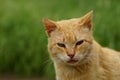 Dirty ginger cat closeup portrait in summer garden Royalty Free Stock Photo