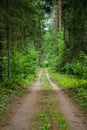 dirty gravel road in green forest with wet trees and sun rays