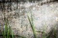 Old dark stone wall of building with green grass. Royalty Free Stock Photo