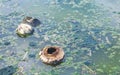 Dirty green polluted and garbage river in Puerto Escondido Mexico