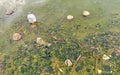 Dirty green polluted and garbage river in Puerto Escondido Mexico