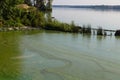 Toxic algae of water . Ecological catastrophy.