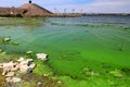 Dirty green waters, wave with algae, problem of environmental pollution. Toxic decaying algae river wave. Ecological catastrophy Royalty Free Stock Photo