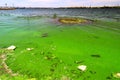 Dirty green waters, wave with algae, problem of environmental pollution. Toxic decaying algae river wave. Ecological catastrophy Royalty Free Stock Photo