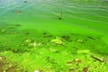 Dirty green waters, wave with algae, problem of environmental pollution. Toxic decaying algae river wave. Ecological catastrophy Royalty Free Stock Photo