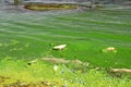 Dirty green waters, wave with algae, problem of environmental pollution. Toxic decaying algae river wave. Ecological catastrophy Royalty Free Stock Photo