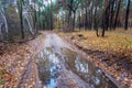 ground road with puddle in autumn forest Royalty Free Stock Photo