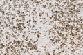 Dirty grunge painted concrete wall with mold stains. Royalty Free Stock Photo