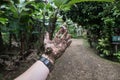 Dirty hand full of dirt in tropical forest trail.