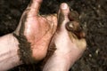 Dirty Hands Royalty Free Stock Photo