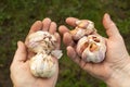 the dirty hands of an elderly man with large heads of fresh garlic.