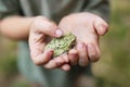Dirty Hands of Little Boy Holding a Gray Treefrog