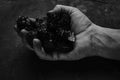 Dirty hands miner holding coal in black and white photo.Heavy coal mining