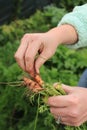 Dirty hands of a young woman cleaning a bunch of freshly picked small sweet carrots from her home garden