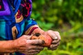 Dirty hard worked and wrinkled hands holding fresh organic potatoes. Old woman holding harvested drought damaged potatoe in hands