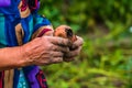 Dirty hard worked and wrinkled hands holding fresh organic potatoes. Old woman holding harvested drought damaged potatoe in hands