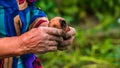 Dirty hard worked and wrinkled hands holding fresh organic potatoes. Old woman holding harvested drought damaged potatoe in hands