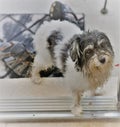 Dirty havanese toy dog wants to come in the house Royalty Free Stock Photo