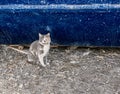 Dirty homeless cat in front of blue wall of trash dumpster. Homeless animals needs care and adoption