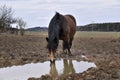 Dirty horse in deep mud after rain on farm. The horse drinks from a muddy puddle