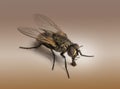 Dirty Housefly, Musca domestica on brown background
