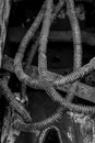 Dirty hydraulic hoses of old backhoe