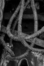 Dirty hydraulic hoses of old backhoe Royalty Free Stock Photo