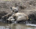 A dirty hyena lying in mud by stream