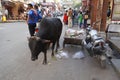 A dirty Indian bull is eating plastic and polythene bags from a pile of garbage in the city. Problem of environmental pollution,