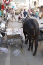 A dirty Indian bull is eating plastic and polythene bags from a pile of garbage in the city. Problem of environmental pollution,