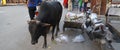 A dirty Indian bull is eating plastic and polythene bags from a pile of garbage in the city. Problem of environmental pollution,