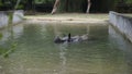 Dirty Indian one horned rhinoceros swimming Indian rhino in the water in the muddy water