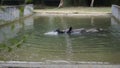 Dirty Indian one horned rhinoceros swimming Indian rhino in the water in the muddy water