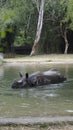 Dirty Indian one horned rhinoceros swimming Indian rhino in the water in the muddy water