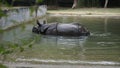 Dirty Indian one horned rhinoceros swimming Indian rhino in the water in the muddy water