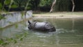 Dirty Indian one horned rhinoceros swimming Indian rhino in the water in the muddy water