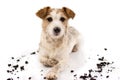 DIRTY JACK RUSSELL DOG LYING DOWN AND LOOKING AT CAMERA AFTER PLAY IN A MUD PUDDLE ISOLATED ON WHITE BACKGROUND. STUDIO SHOT. COPY Royalty Free Stock Photo