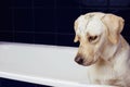 Dirty labrador retriever bathing. Dog on blue baththube with guilty face expression Royalty Free Stock Photo