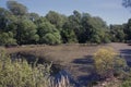 Dirty lake, swamp. Trees and bushes grow along the shore