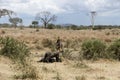 Dirty lioness standing next to its prey, Serengeti, Tanzania Royalty Free Stock Photo