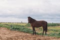 Dirty mare horse with front legs tied in the meadow. Looking at the camera with her hair blowing in the wind Royalty Free Stock Photo