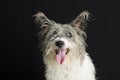 Dirty messy dog with long hair isolated on black background