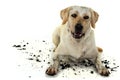 DIRTY MIXEDBRED GOLDEN OR LABRADOR RETRIEVER AND MASTIFF DOG, AFTER PLAY IN A MUD PUDDLE, MAKING A FUNNY FACE. ISOLATED AGAINST Royalty Free Stock Photo